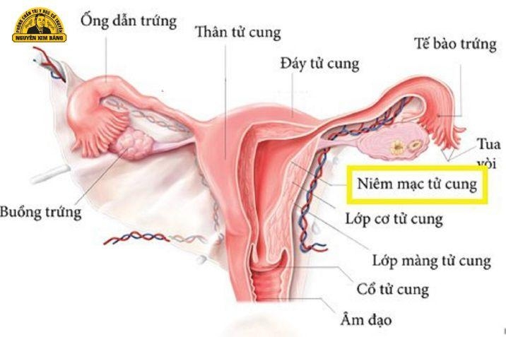Vai trò của niêm mạc tử cung